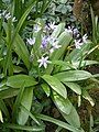 Scilla lilio-hyacinthus