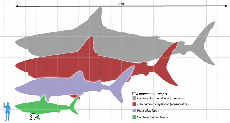 File:Seamonsters scale.png