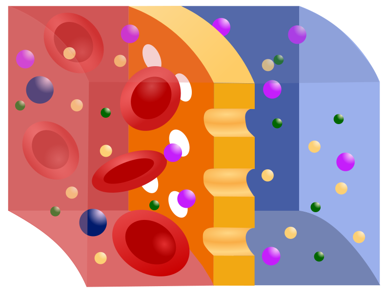 File:Semipermeable membrane (svg).svg