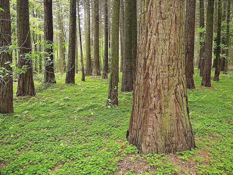 File:Sequoia giganteum Sequoiafarm.jpg