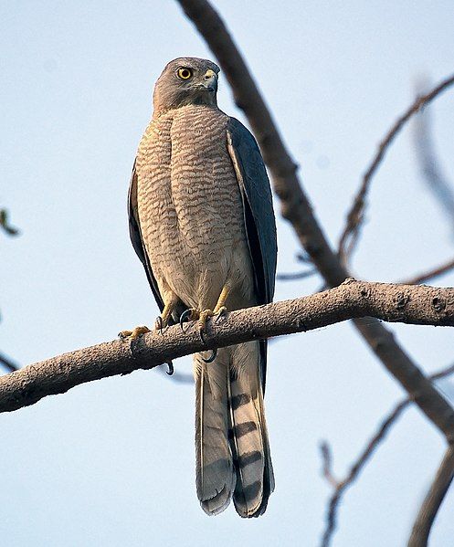 File:Shikra1.jpg