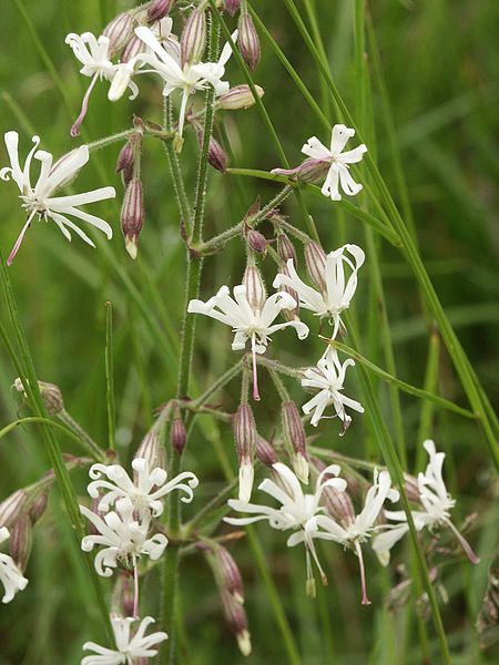 File:Silene nutans 220505.jpg