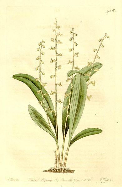 File:Stelis ophioglossoides.jpg