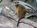 Meerkat