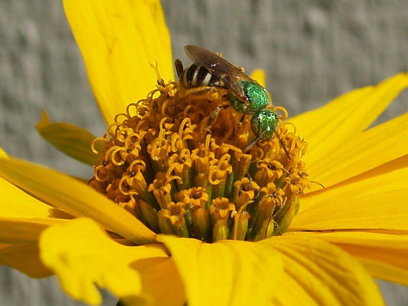 File:Sweat bee1.jpg