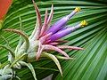 Inflorescence closeup