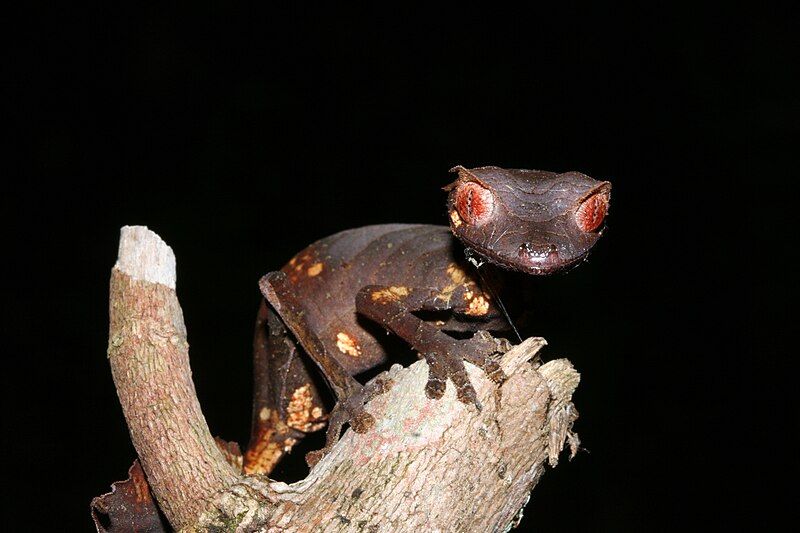 File:Uroplatus phantasticus 12893423.jpg