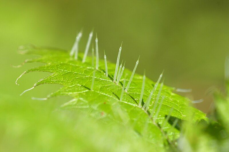 File:Urtica ferox needles.jpg