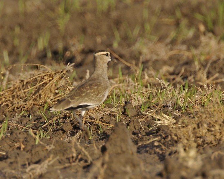 File:Vanellus gregarius.jpg