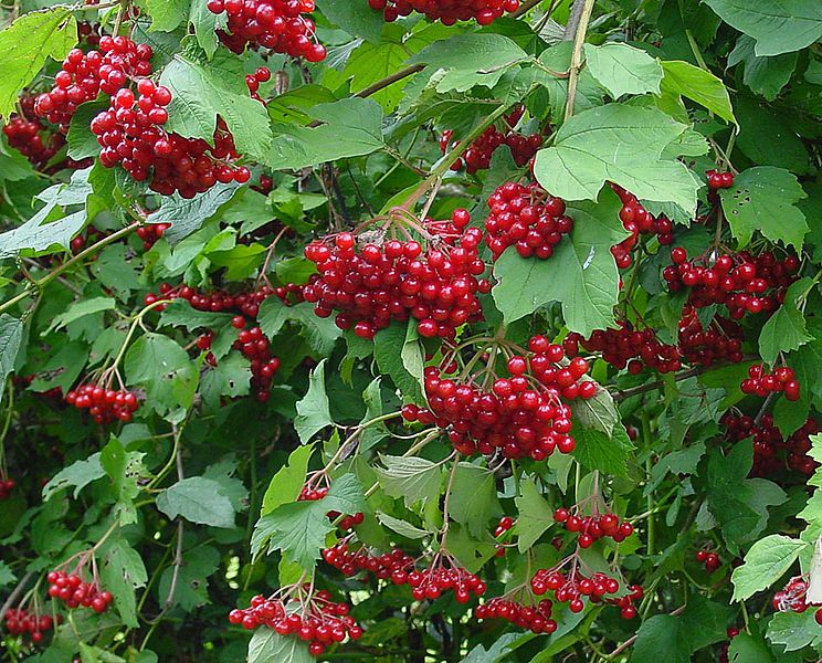 File:Viburnum opulus C.jpg