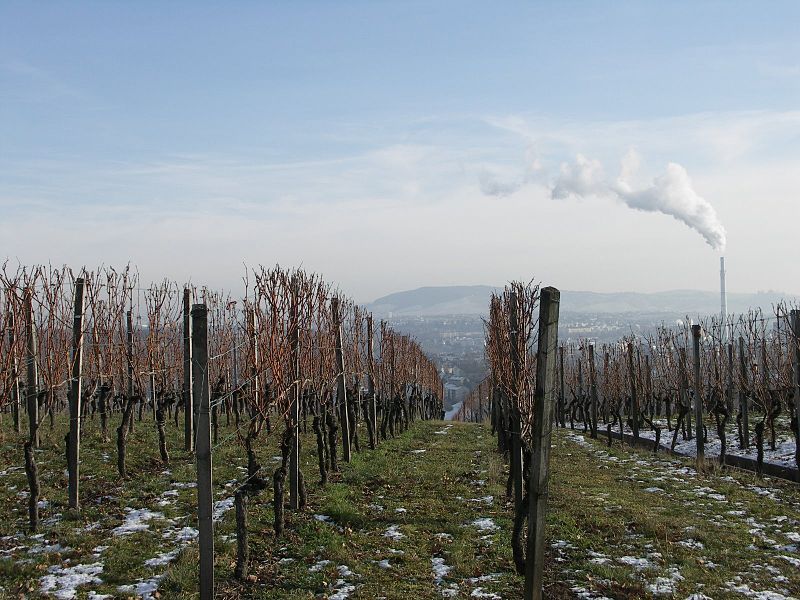 File:Weinbau Schnarrenberg Stuttgart.jpg