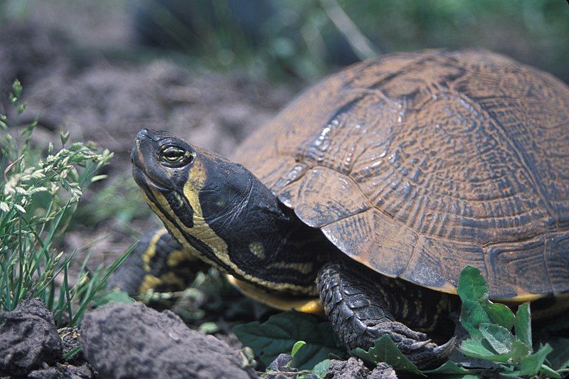 File:Yellow-bellied Slider.jpg