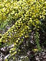 Gold dust wattle (Acacia acinacea)