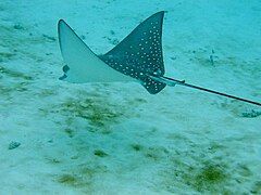 Spotted eagle ray (Aetobatus narinari)