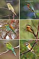 Bee-eater