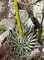 Agave utahensis