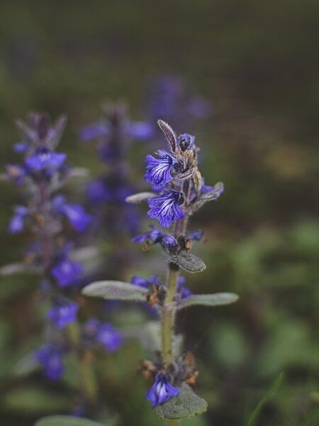 File:Ajuga australis1.jpg