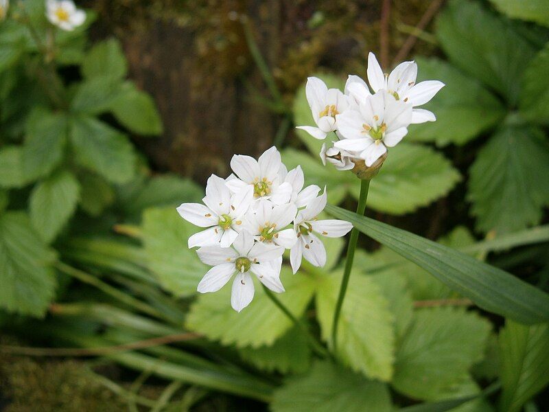 File:Allium neapolitanum002.jpg