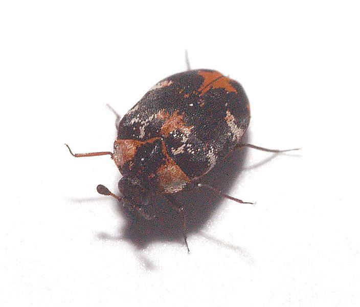 File:Anthrenus scrophulariae2.jpg