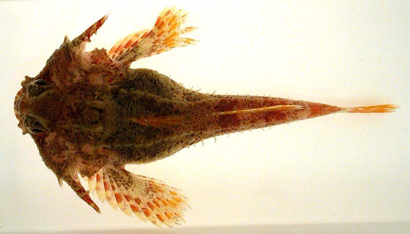 File:Antlered Sculpin.jpg