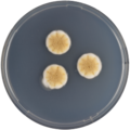 Aspergillus rambellii growing on CYA plate