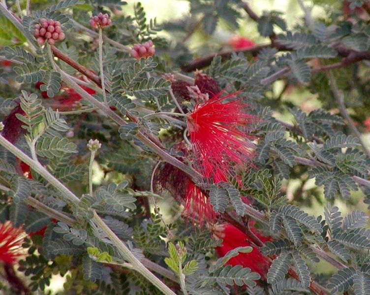 File:Calliandra californica.jpg