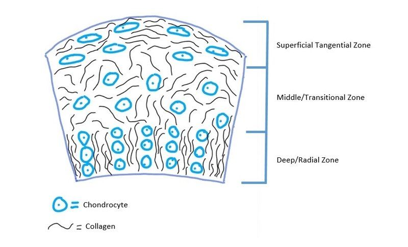 File:Cartilage Structure.jpg