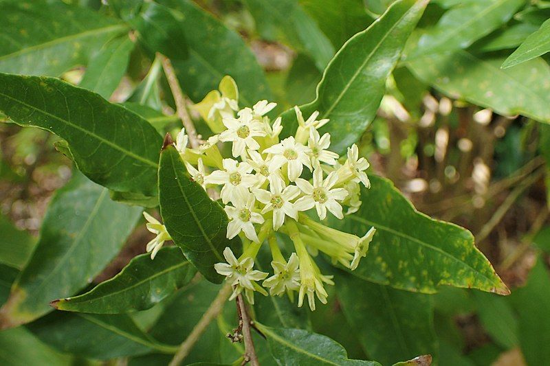 File:Cestrum parqui kz01.jpg