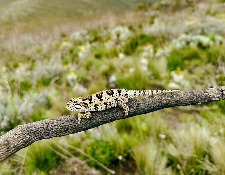 File:Chameleon on Loolmalasin.jpg