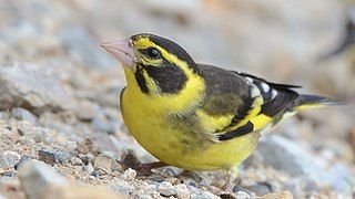 Yellow-breasted greenfinch (Chloris spinoides)