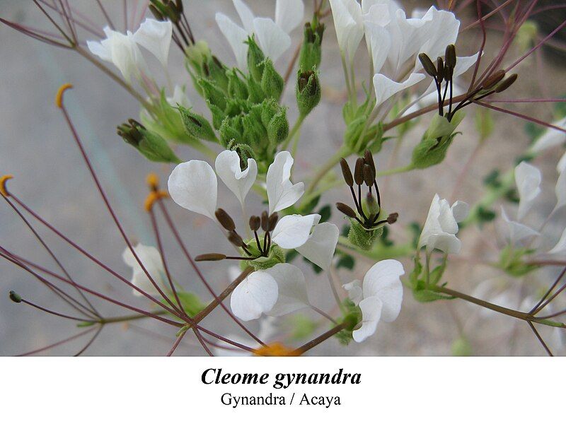 File:Cleome gynandra 1.jpg