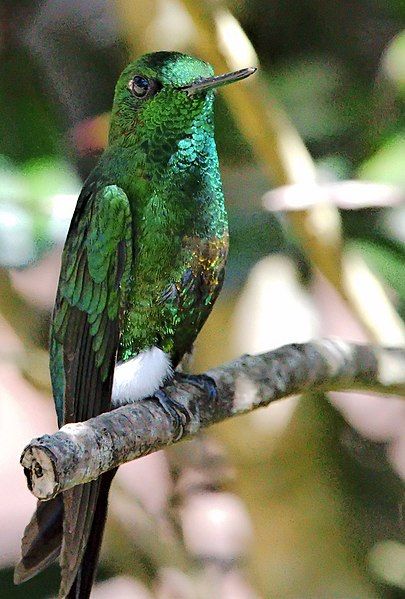 File:Coppery-bellied Puffleg.jpg