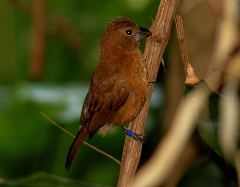 File:Cyanocompsa brissonii female.jpg