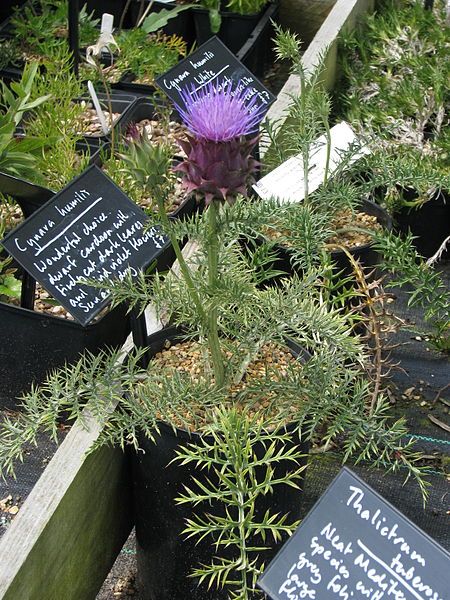 File:Cynara humilis (14225491129).jpg