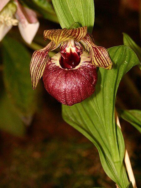 File:Cypripedium tibeticum 1.jpg