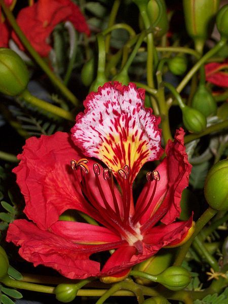 File:Delonix regia flower.JPG