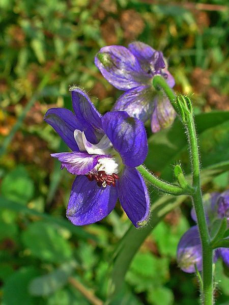 File:Delphinium staphisagria 003.JPG