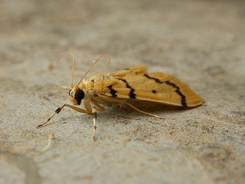 File:Dichocrocis clytusalis 3.jpg