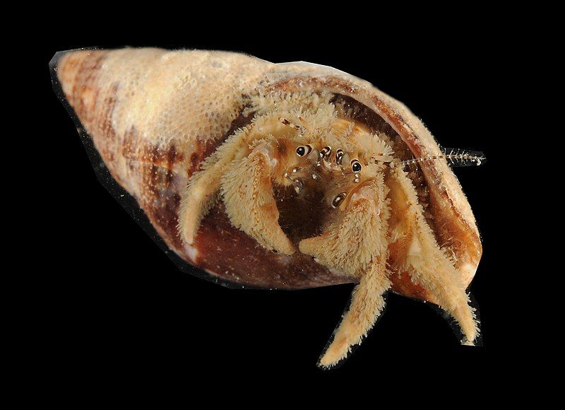 File:Diogenidae (MNHN-IU-2014-8277).jpeg