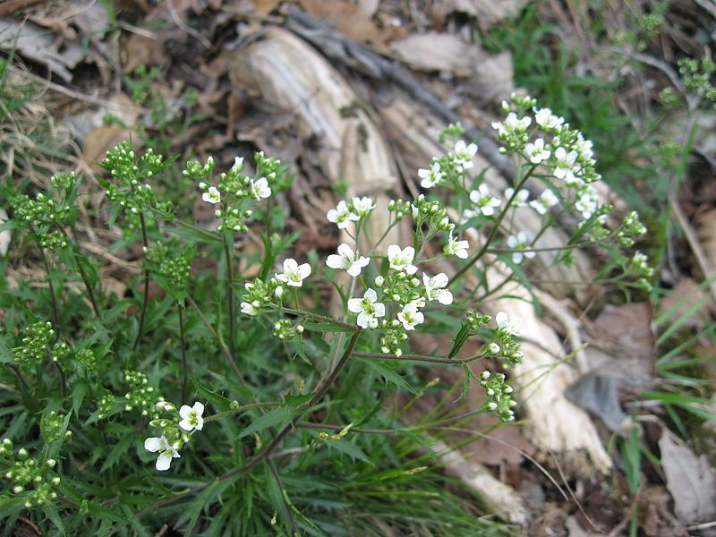 File:Draba ramosissima.JPG