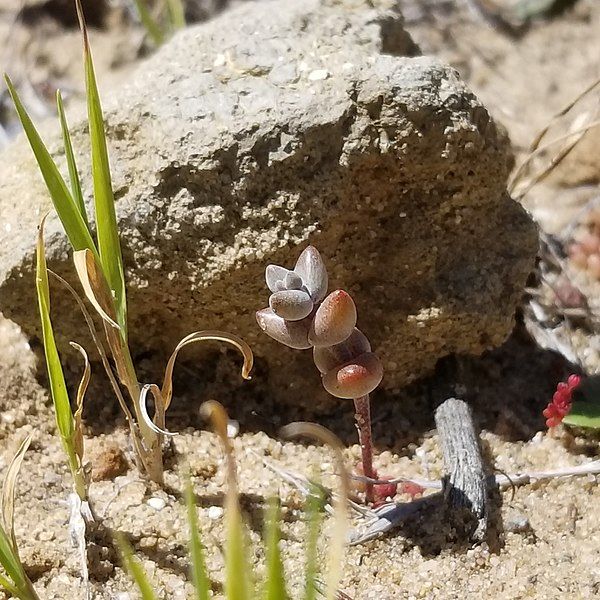 File:Dudleya brevifolia 184286108.jpg