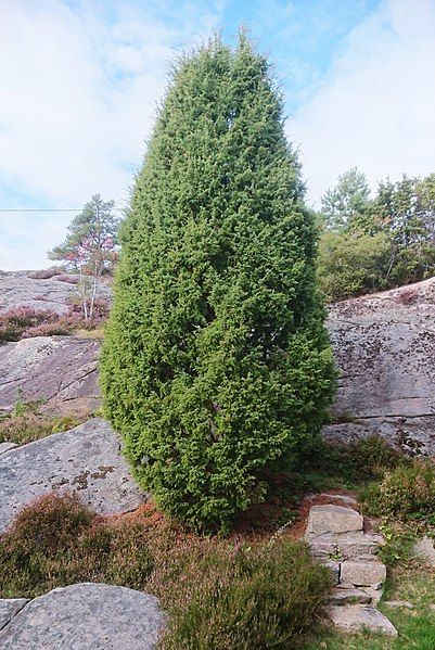 File:Einebusk Juniperus communis.jpg