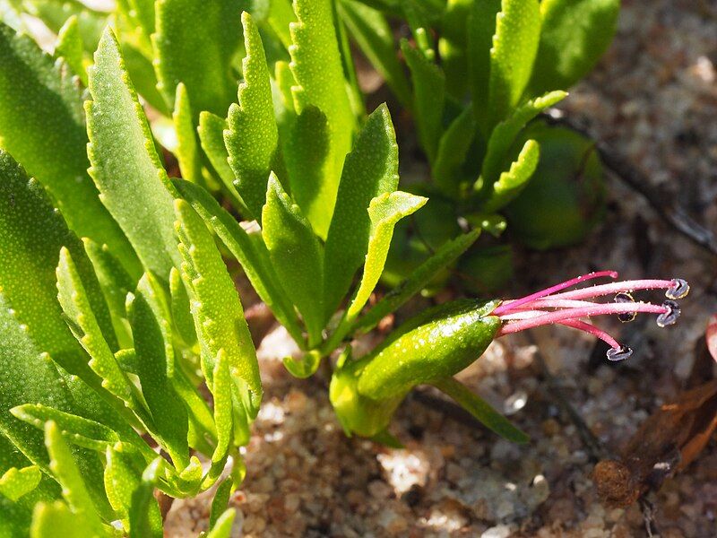 File:Eremophila serpens flower.jpg