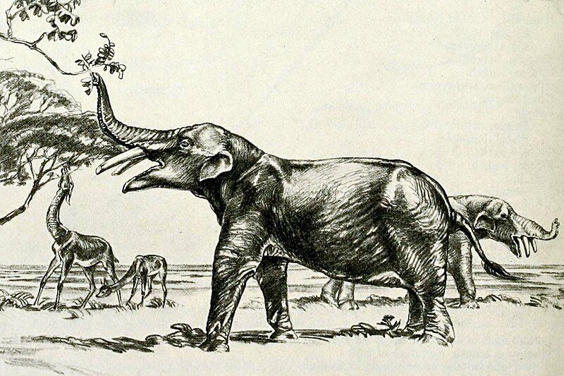 File:Eubelodon cropped.jpg