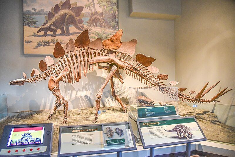 File:FMNH Stegosaurus.jpg