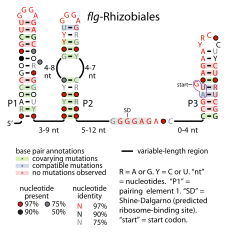 File:Flg-Rhizobiales-RNA.svg