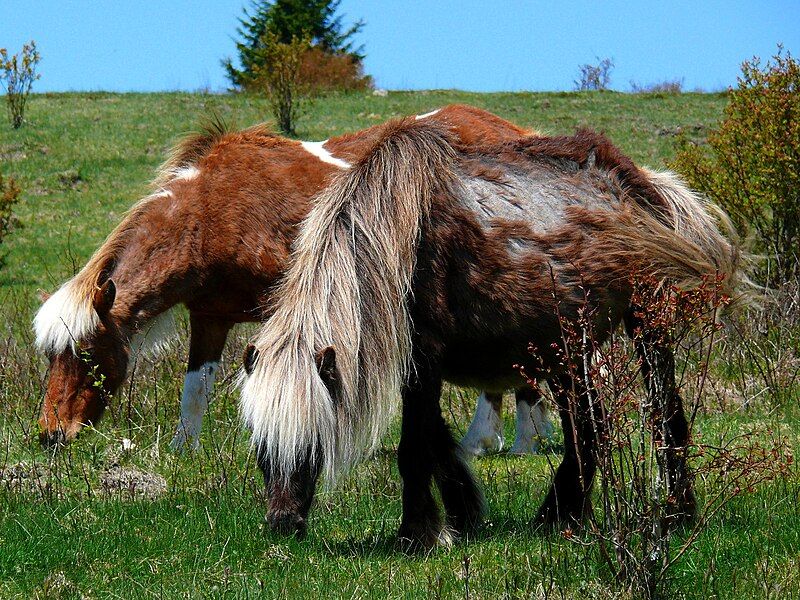 File:Grayson Highlands Ponies-27527-3.jpg