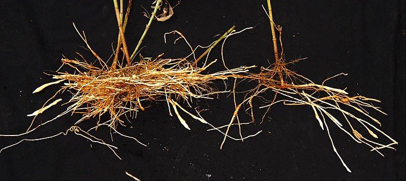 File:Helianthus tuberosus rhizomes&tubers.jpg