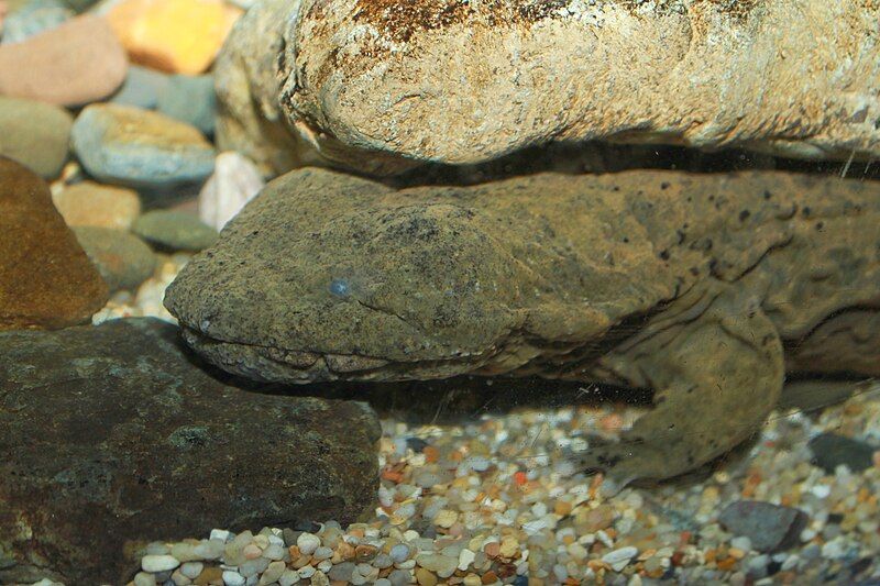 File:Hellbender Cryptobranchus alleganiensis.jpg