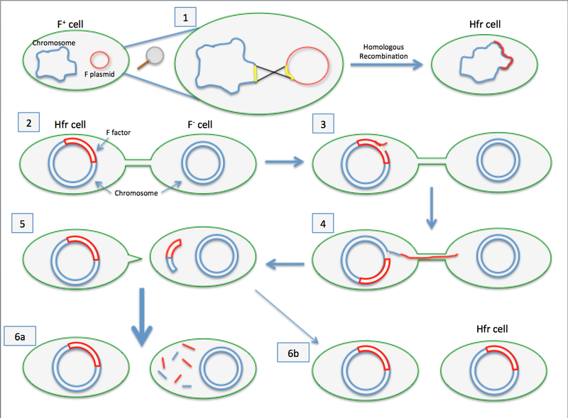 File:Hfr Recombination.png